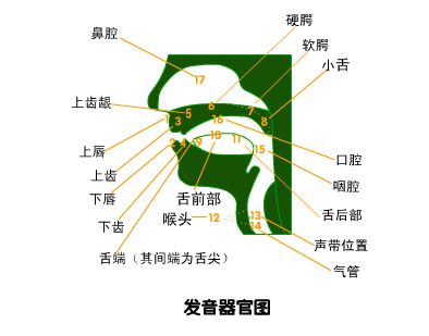 播音主持培訓內容之發(fā)聲器官示意圖